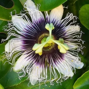 Set of 2 Yellow Passionfruit Live Plants, 3-6" Tall (Passiflora edulis) - Edible Fruit Vine - Image 2