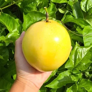 Set of 2 Yellow Passionfruit Live Plants, 3-6