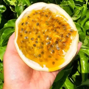 Set of 2 Yellow Passionfruit Live Plants, 3-6