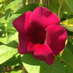 Set of 3 Allamanda 'Lil Red' Live Plants – 4-6