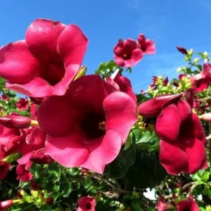 Set of 3 Allamanda 'Lil Red' Live Plants – 4-6" Tall Tropical Red Flowering Perennials - Image 2