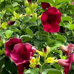 Set of 3 Allamanda 'Lil Red' Live Plants – 4-6