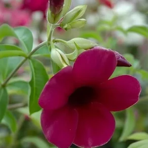 Set of 3 Allamanda 'Lil Red' Live Plants – 4-6