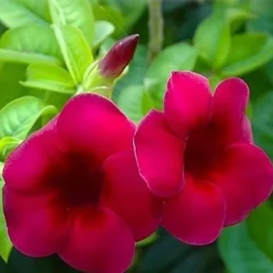 Set of 3 Allamanda 'Lil Red' Live Plants – 4-6