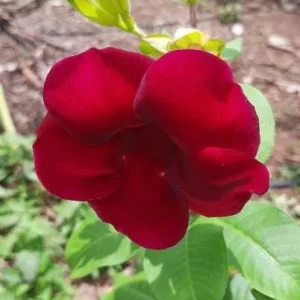 Set of 3 Allamanda 'Lil Red' Live Plants – 4-6