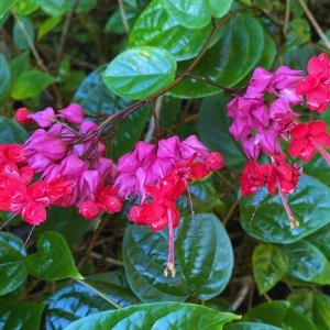 Set of 3 Bleeding Heart Vine Live Plants, 5-9" Tall, Clerodendrum thomsoniae, Red & White Flowers - Image 2