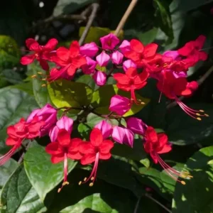 Set of 3 Bleeding Heart Vine Live Plants, 5-9