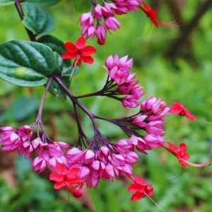 Set of 3 Bleeding Heart Vine Live Plants, 5-9