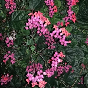 Set of 3 Bleeding Heart Vine Live Plants, 5-9