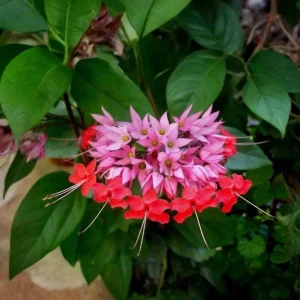 Set of 3 Bleeding Heart Vine Live Plants, 5-9" Tall, Clerodendrum thomsoniae, Red & White Flowers - Image 1