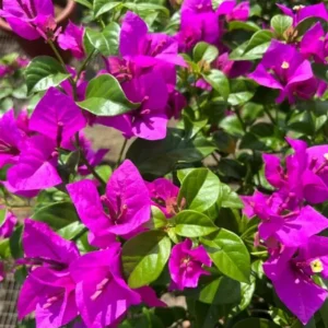 Set of 3 Bougainvillea Live Plants – Elizabeth Angus – 4-6" Tall – Purple-Red Flowering Tropical Vine - Image 2