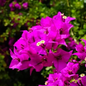 Set of 3 Bougainvillea Live Plants – Elizabeth Angus – 4-6