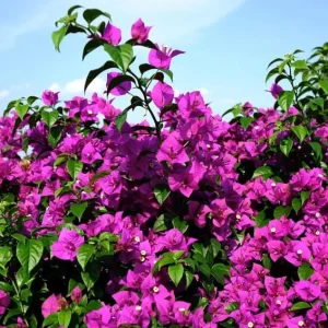 Set of 3 Bougainvillea Live Plants – Elizabeth Angus – 4-6