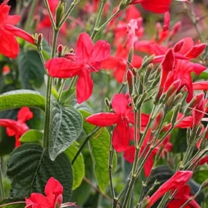 Set of 3 Brazilian Red Ruellia Live Plants – 3-6" Tall Starters – Red Flowers - Image 2