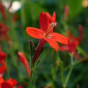 Set of 3 Brazilian Red Ruellia Live Plants – 3-6