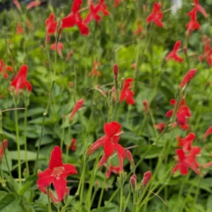 Set of 3 Brazilian Red Ruellia Live Plants – 3-6