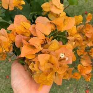 Set of 3 California Gold Bougainvillea Live Plants, 4-6" Tall, Yellow Tropical Vine - Image 1