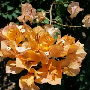 Set of 3 California Gold Bougainvillea Live Plants, 4-6