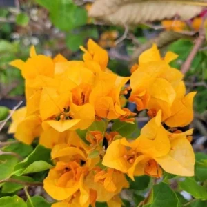 Set of 3 California Gold Bougainvillea Live Plants, 4-6" Tall, Yellow Tropical Vine - Image 2