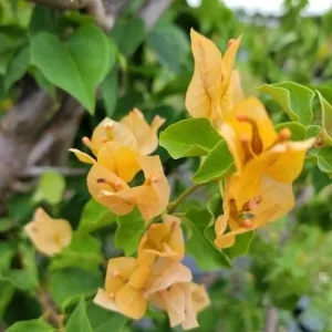 Set of 3 California Gold Bougainvillea Live Plants, 4-6