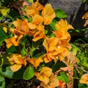 Set of 3 California Gold Bougainvillea Live Plants, 4-6