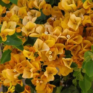Set of 3 California Gold Bougainvillea Live Plants, 4-6