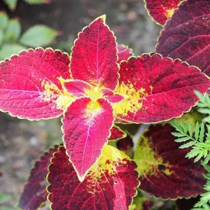 Set of 3 'Dipped in Wine' Coleus Live Plants – 5-9" Tall – Ornamental Foliage - Image 2