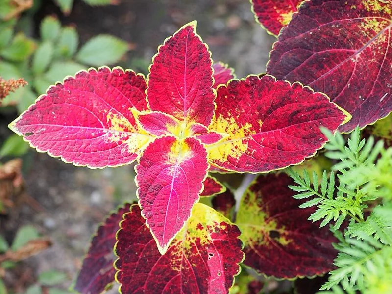 Set of 3 'Dipped in Wine' Coleus Live Plants – 5-9" Tall – Ornamental Foliage - Image 2