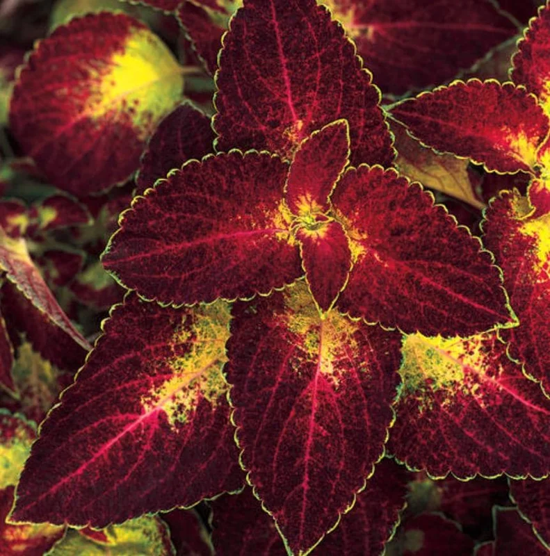 Set of 3 'Dipped in Wine' Coleus Live Plants – 5-9" Tall – Ornamental Foliage - Image 4