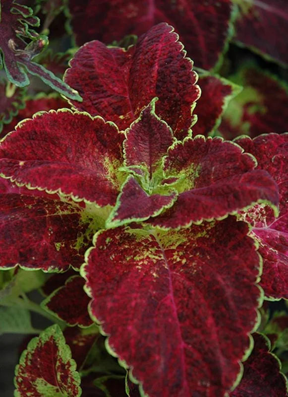 Set of 3 'Dipped in Wine' Coleus Live Plants – 5-9" Tall – Ornamental Foliage - Image 5