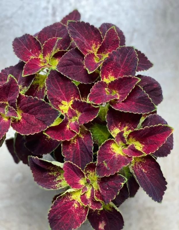 Set of 3 'Dipped in Wine' Coleus Live Plants – 5-9" Tall – Ornamental Foliage - Image 6
