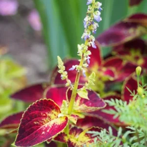 Set of 3 'Dipped in Wine' Coleus Live Plants – 5-9