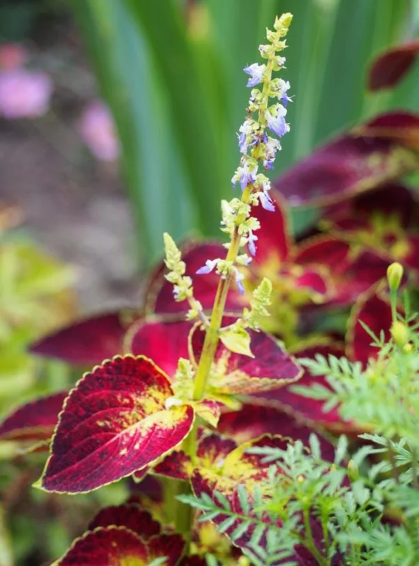 Set of 3 'Dipped in Wine' Coleus Live Plants – 5-9" Tall – Ornamental Foliage - Image 7
