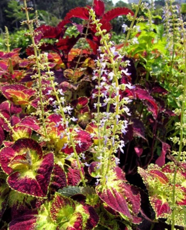 Set of 3 'Dipped in Wine' Coleus Live Plants – 5-9" Tall – Ornamental Foliage - Image 8