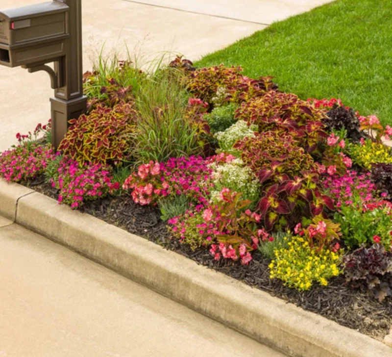 Set of 3 'Dipped in Wine' Coleus Live Plants – 5-9" Tall – Ornamental Foliage - Image 9