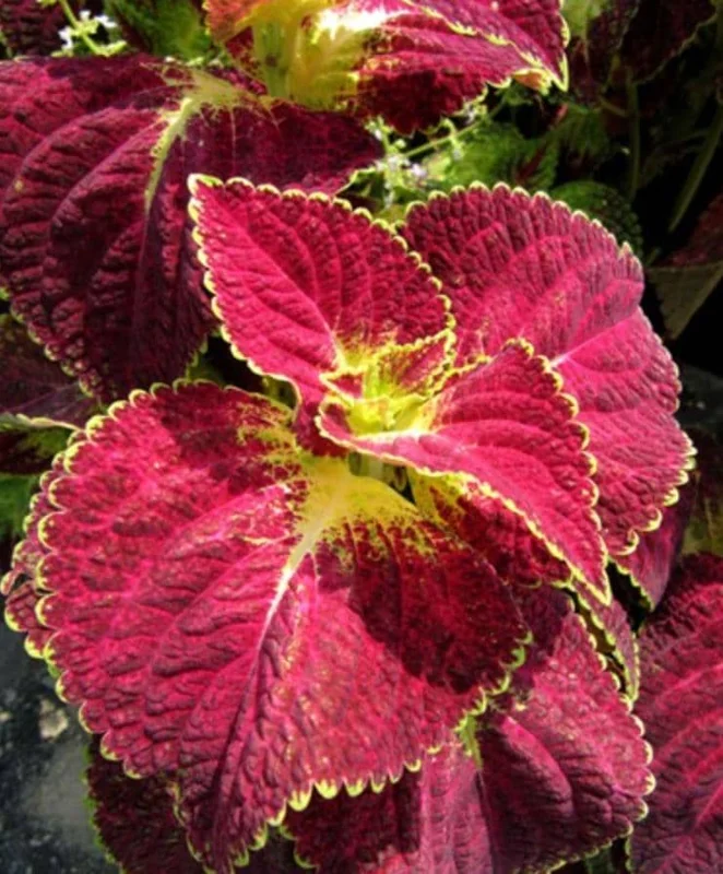 Set of 3 'Dipped in Wine' Coleus Live Plants – 5-9" Tall – Ornamental Foliage - Image 1