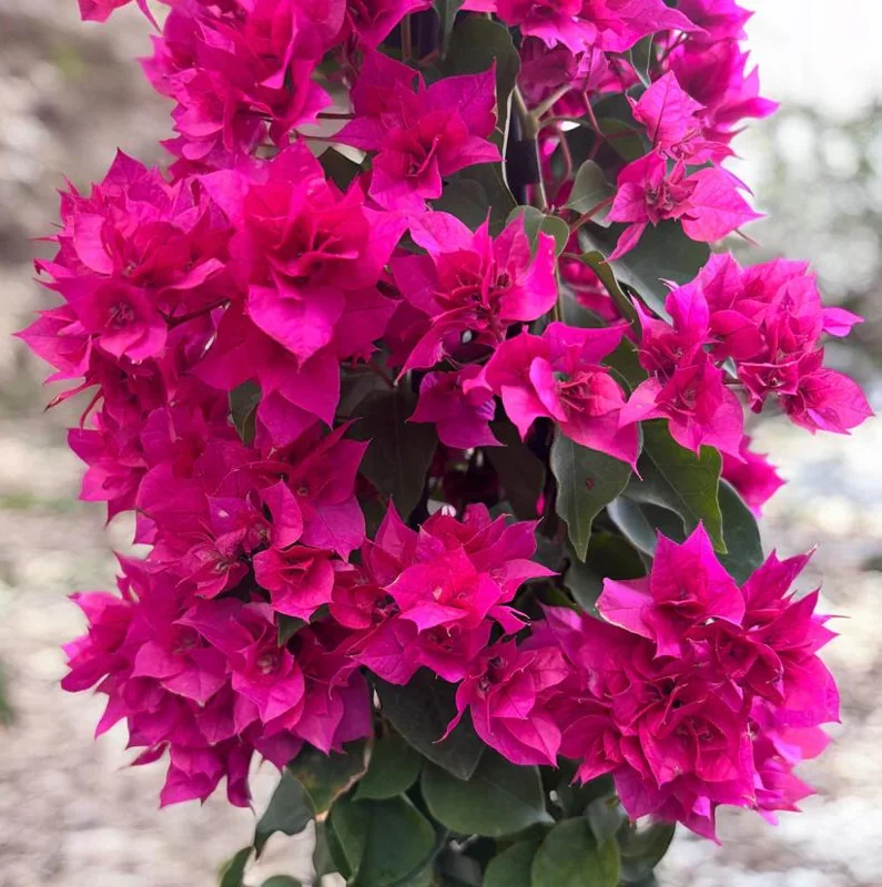 Set of 3 Double Red Bougainvillea Live Plants – 4-6" Tall – Rooted, No Pot – Ornamental Vine - Image 3
