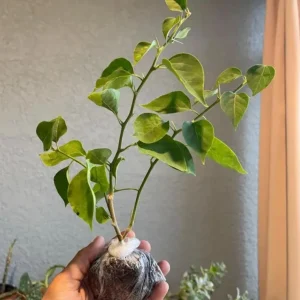 Set of 3 Double Red Bougainvillea Live Plants – 4-6