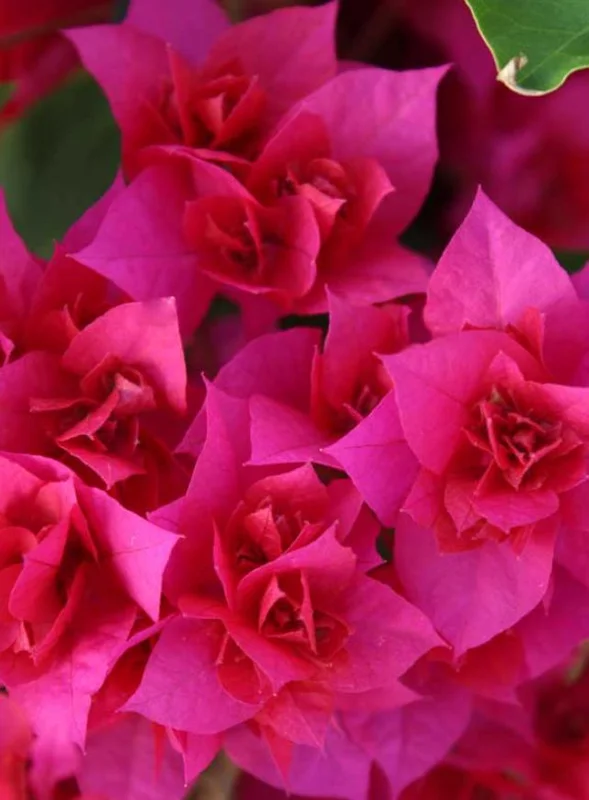 Set of 3 Double Red Bougainvillea Live Plants – 4-6" Tall – Rooted, No Pot – Ornamental Vine - Image 6