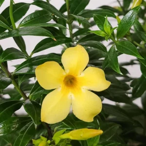 Set of 3 Dwarf Allamanda Live Plants, Allamanda compacta, 4-6" Tall, Fast-Growing Perennial - Image 2