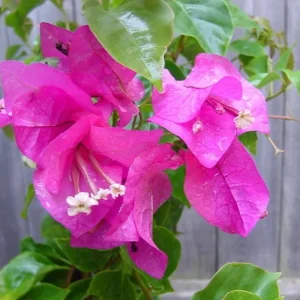 Set of 3 Dwarf Bougainvillea Live Plants - Pink Blooms, 4-6" Tall, Outdoor Shrub - Image 2
