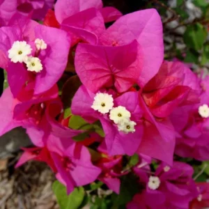 Set of 3 Dwarf Bougainvillea Live Plants - Pink Blooms, 4-6