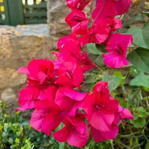 Set of 3 Dwarf Bougainvillea Live Plants - Pink Blooms, 4-6" Tall, Outdoor Shrub - Image 1