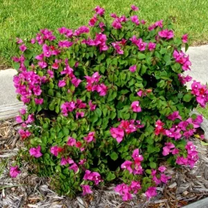 Set of 3 Dwarf Bougainvillea Live Plants - Pink Blooms, 4-6