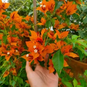 Set of 3 Fire Opal Bougainvillea Live Plants – 4-6" Tall – Red-Orange Tropical Vine - Image 1