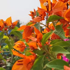 Set of 3 Fire Opal Bougainvillea Live Plants – 4-6" Tall – Red-Orange Tropical Vine - Image 2