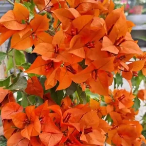 Set of 3 Fire Opal Bougainvillea Live Plants – 4-6