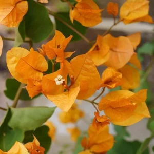 Set of 3 Gold Bougainvillea Live Plants – 4-6" Tall Tropical Ornamental Vine - Image 2