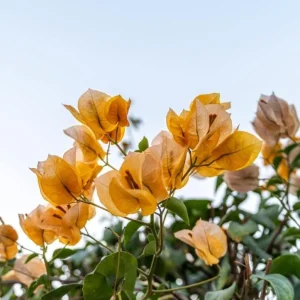 Set of 3 Gold Bougainvillea Live Plants – 4-6