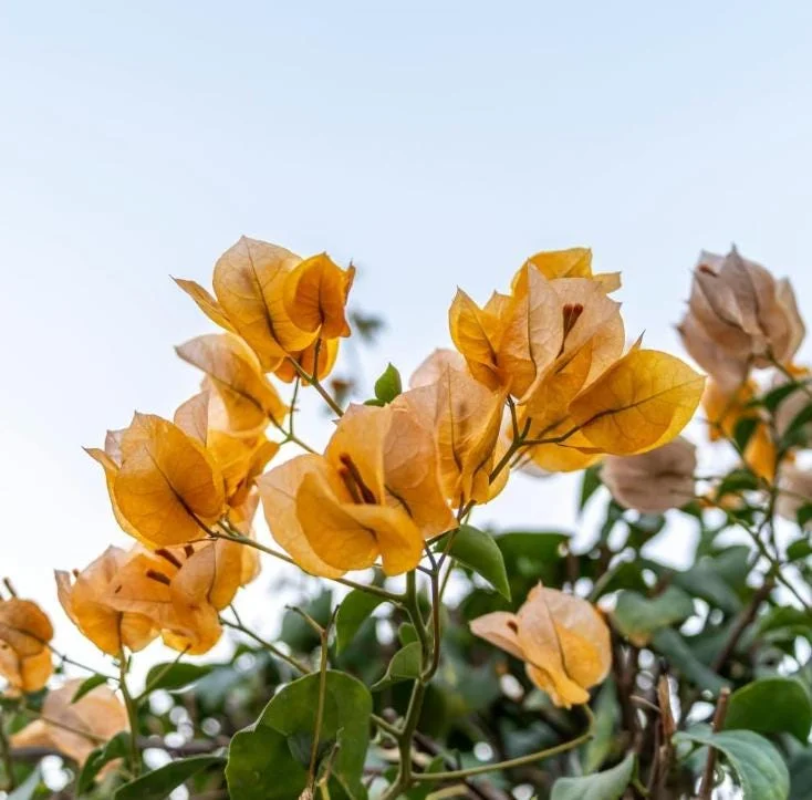 Set of 3 Gold Bougainvillea Live Plants – 4-6" Tall Tropical Ornamental Vine - Image 3